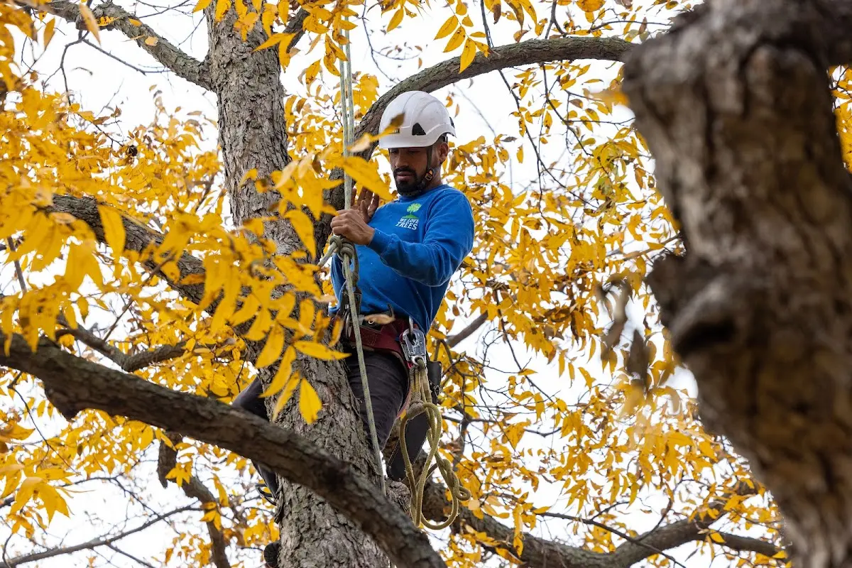 Skilled Storm Damage Cleanup crew working in Nerstrand